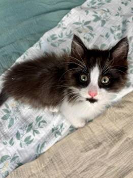 Domestic Long Hair Cats Available for Adoption in Salinas, California - Froggy | PetCurious