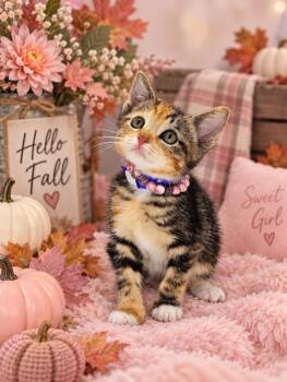 Cutie -  Calico Cat for Adoption in Tavares, Florida - Cutie | PetCurious