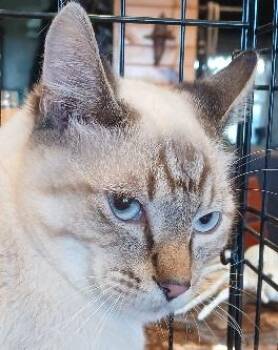 Rescue Siamese Cats for Adoption in Lee
