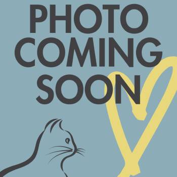 Ringo -  Domestic Short Hair Cat for Adoption in Chicago, Illinois - Ringo | PetCurious