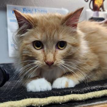 Lady Violet -  Domestic Long Hair Cat for Adoption in Brighton, Missouri - Lady Violet | PetCurious