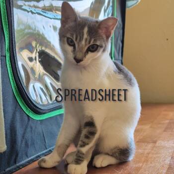Spreadsheet CP -  Domestic Short Hair Cat for Adoption in Dallas, Texas - Spreadsheet CP | PetCurious