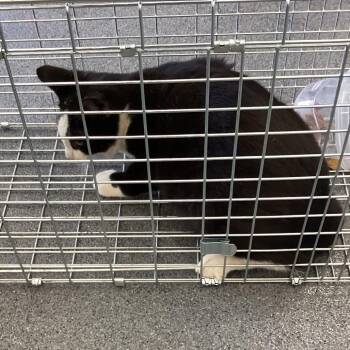 Blaze -  Domestic Short Hair Cat for Adoption in Montgomery, Alabama - Blaze | PetCurious