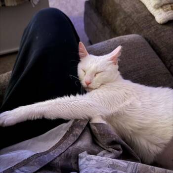 Domestic Medium Hair Cats Available for Adoption - Yara | PetCurious