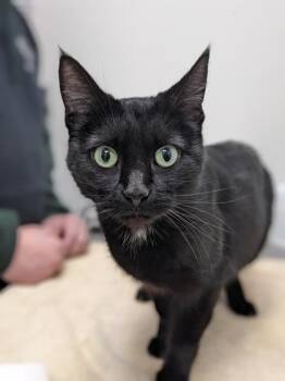 Domestic Short Hair Cats Available for Adoption - Frazil | PetCurious