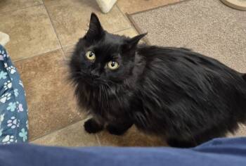 Rescue Domestic Medium Hair Cats for Adoption in South Bend, Indiana - Mary Ellen | PetCurious