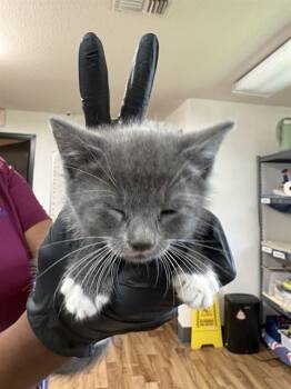 DEMI -  Domestic Medium Hair Cat for Adoption in Sugar Land, Texas - DEMI | PetCurious
