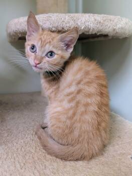 Rigatoni -  Domestic Short Hair Cat for Adoption in Newburgh, Indiana - Rigatoni | PetCurious
