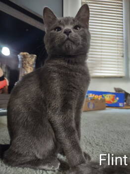Rescue Domestic Short Hair Cats for Adoption in Battle Ground, Washington - Flint | PetCurious