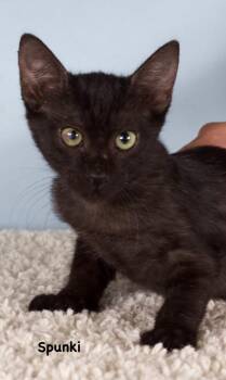 Spunki -  Domestic Short Hair Cat for Adoption in Gilbert, Arizona - Spunki | PetCurious