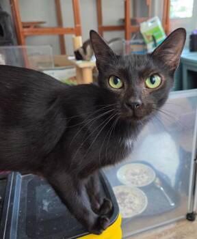 *Freydis -  Domestic Short Hair Cat for Adoption in Newnan, Georgia - *Freydis | PetCurious
