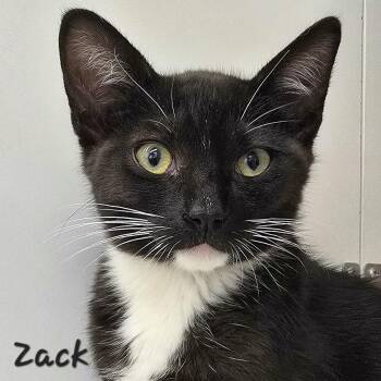 Rescue Domestic Short Hair Cats for Adoption in St. Augustine, Florida - Zack | PetCurious