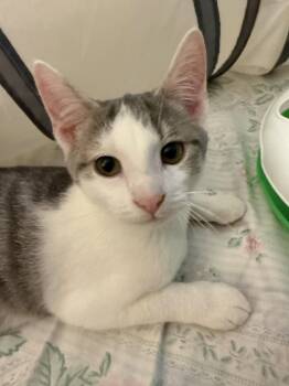 Summer -  Domestic Short Hair Cat for Adoption in Coatesville, Pennsylvania - Summer | PetCurious