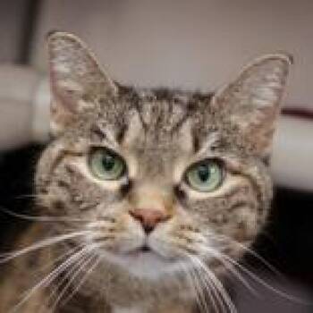 Lila -  Domestic Short Hair Cat for Adoption in Hilliard, Ohio - Lila | PetCurious