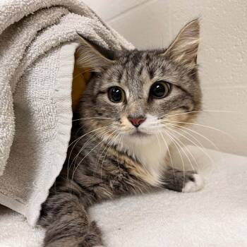 Silver Legion -  Domestic Medium Hair Cat for Adoption in Fredericksburg, Virginia - Silver Legion | PetCurious