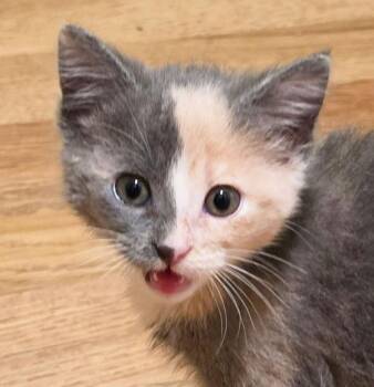 Yzma -  Domestic Short Hair Cat for Adoption in Kansas City, Kansas - Yzma | PetCurious