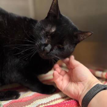 Shadow -  Domestic Short Hair Cat for Adoption in Milan, Illinois - Shadow | PetCurious