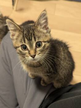 Shorty -  Domestic Short Hair Cat for Adoption in Winnipeg, Manitoba - Shorty | PetCurious