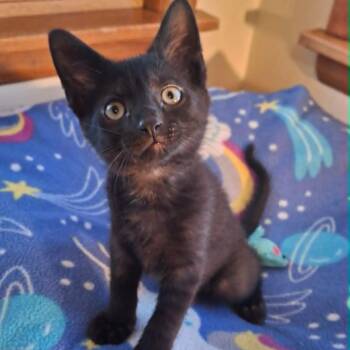 Skeeter -  Domestic Short Hair Cat for Adoption in Watertown, Wisconsin - Skeeter | PetCurious