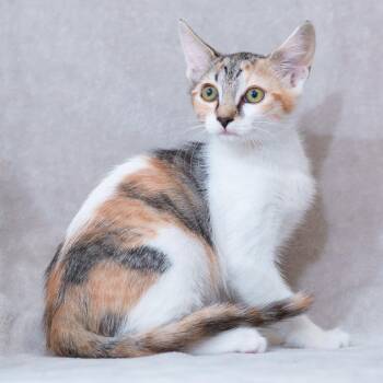 Vicky -  Domestic Short Hair Cat for Adoption in Sunnyvale, California - Vicky | PetCurious