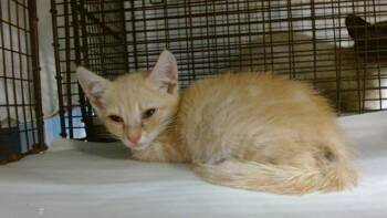 ICCHI -  Domestic Short Hair Cat Available for Adoption in Doral, Florida - ICCHI | PetCurious