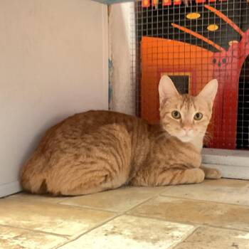 Sunny D -  Domestic Short Hair Cat for Adoption in Monroe, Louisiana - Sunny D | PetCurious
