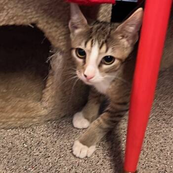 Rescue Domestic Short Hair Cats for Adoption in Sarasota, Florida - Fern (Kitty 3) | PetCurious