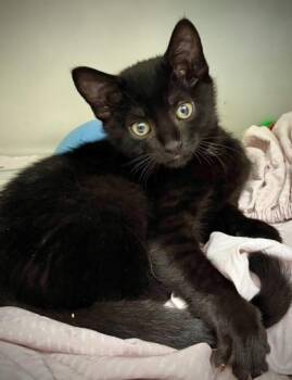 Prince Fluffsworth 1175-26 -  Domestic Short Hair Cat for Adoption in Cumming, Georgia - Prince Fluffsworth 1175-26 | PetCurious