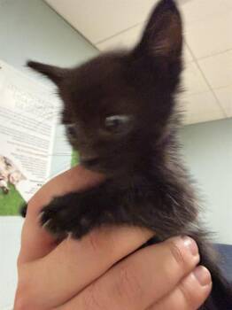 Domestic Short Hair Cats Available for Adoption in Doral, Florida - TOM | PetCurious