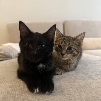 Michael -  Domestic Short Hair Cat for Adoption in Evanston, Illinois - Michael | PetCurious