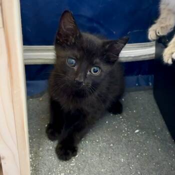 Rescue Domestic Short Hair Cats for Adoption in Dallas, Texas - Jammie Dodger | PetCurious