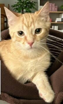 Domestic Short Hair Cats Available for Adoption - Reggie | PetCurious