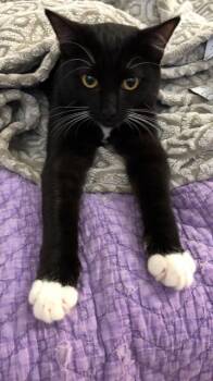 Domestic Short Hair Cats Available for Adoption - Spookie | PetCurious