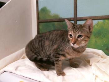 MADISON -  Domestic Short Hair Cat for Adoption in Houston, Texas - MADISON | PetCurious