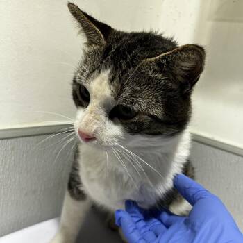 Domestic Short Hair Cats Available for Adoption - Calm | PetCurious