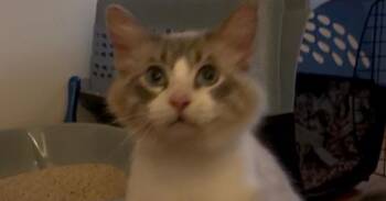 Snowball -  Domestic Long Hair and Siamese Cat for Adoption in Minneapolis, Minnesota - Snowball | PetCurious