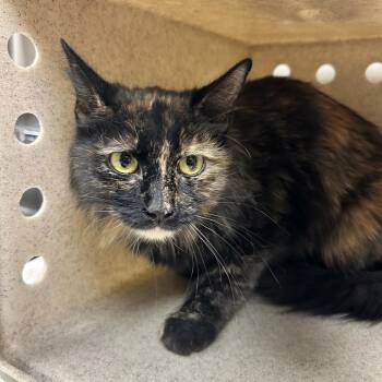 Domestic Medium Hair Cats Available for Adoption in Reno, Nevada - Eclair | PetCurious