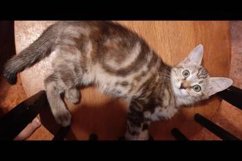 Julie -  Tabby Cat for Adoption in Redlands, California - Julie | PetCurious