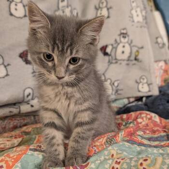 Sylvie -  Domestic Short Hair Cat for Adoption in Buffalo, Wyoming - Sylvie | PetCurious