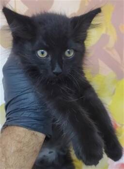 ELIAS -  Domestic Short Hair Cat for Adoption in San Bernardino, California - ELIAS | PetCurious
