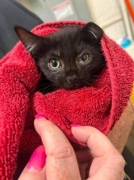 Towel -  Domestic Short Hair Cat for Adoption in Fruit Heights, Utah - Towel | PetCurious