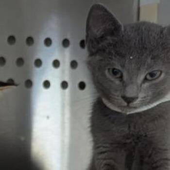 Bali -  Domestic Short Hair Cat for Adoption in Lynchburg, Virginia - Bali | PetCurious
