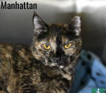 Manhattan -  Domestic Short Hair Cat for Adoption in Fort Mill, South Carolina - Manhattan | PetCurious