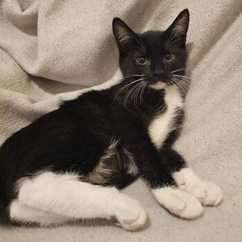 Rescue Tuxedo Cats for Adoption in Hoquiam, Washington - Chrissy - Lots Of Fun | PetCurious