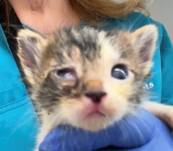 A655389 -  Domestic Short Hair Cat for Adoption in Houston, Texas - A655389 | PetCurious