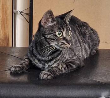 Jadis -  Domestic Short Hair Cat for Adoption in Oviedo, Florida - Jadis | PetCurious
