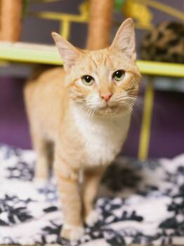 Domestic Short Hair Cats Available for Adoption - Mango | PetCurious