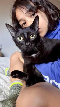 Domestic Short Hair Cats Available for Adoption in Farmington, Minnesota - Oreo | PetCurious