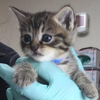 BABE -  Domestic Short Hair Cat for Adoption in Riverside, California - BABE | PetCurious