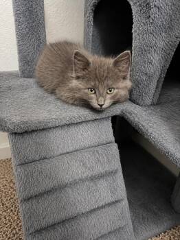 Domestic Long Hair Cats Available for Adoption in Rio Linda, California - Velma | PetCurious
